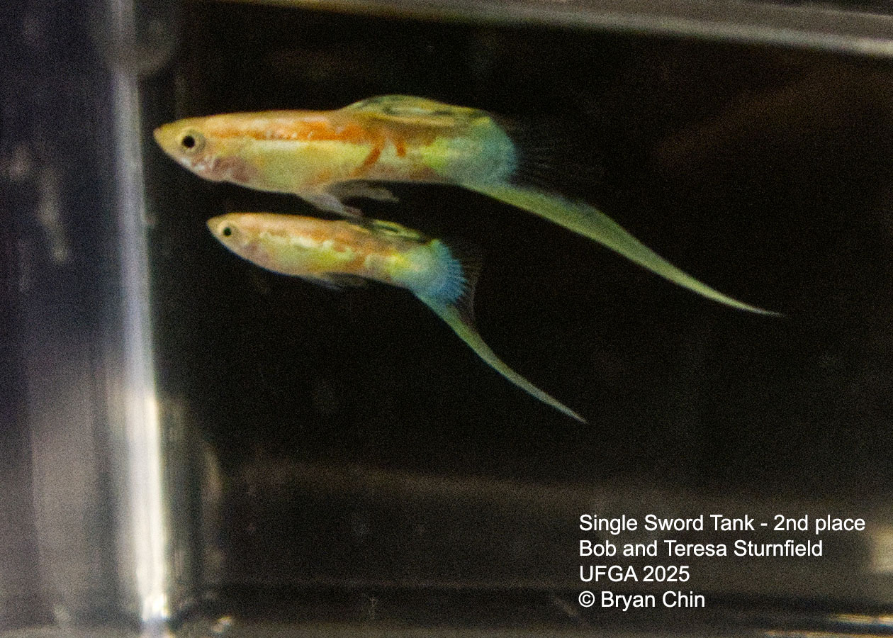 Guppy Single Swordtail